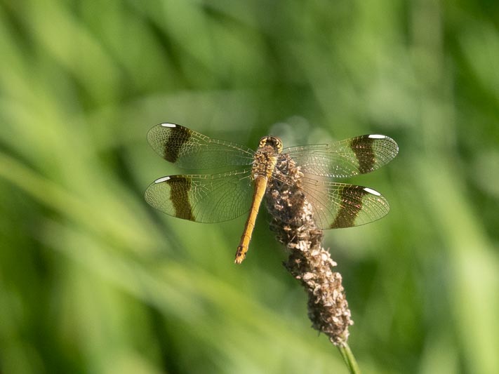 Sympetrum pedemontanum female.jpg